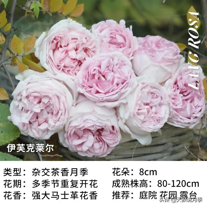 月季控对美的极致追求，尽在伊芙系列