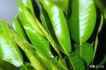 柚子叶洗澡是哪里的传统,柚子叶洗澡真的能转运么