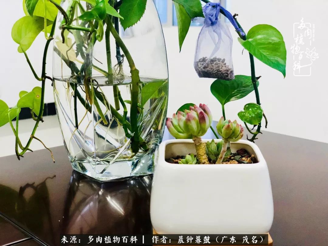 轻轻地告诉你,我的多肉也曾美过,不信你看看