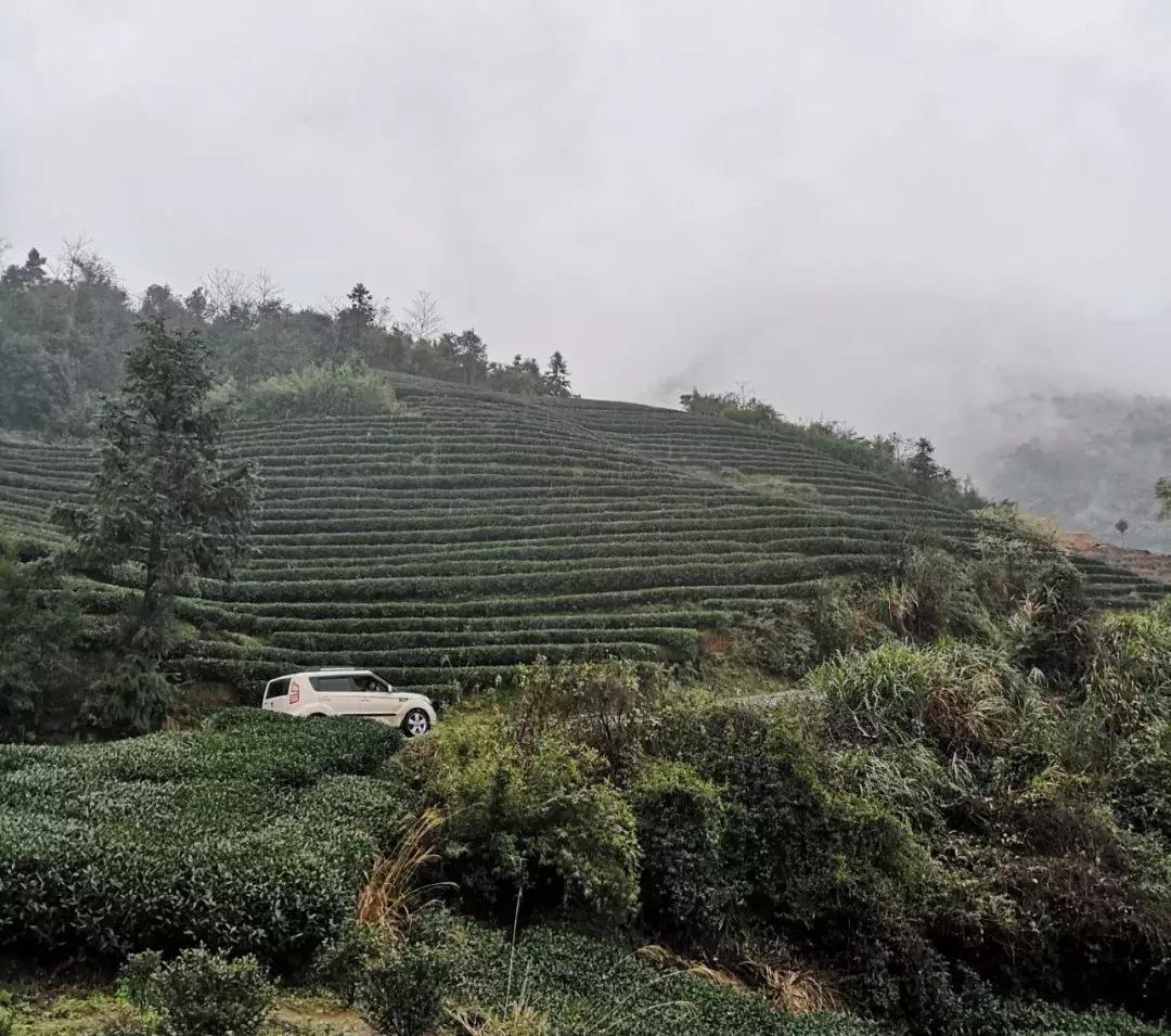 贡眉白茶和福鼎大毫茶口感,老白茶贡眉知识点