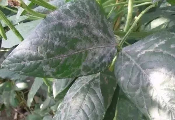 白化病的种类及图片,白化病常识图片大全