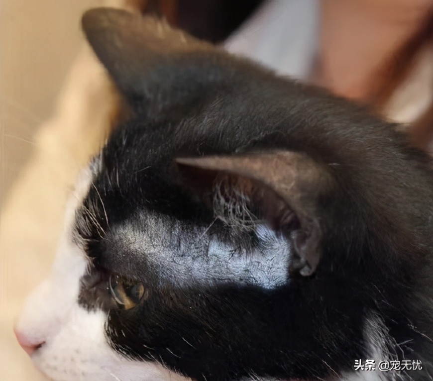 猫咪感染猫癣？不要急，这篇文章全部给你解决