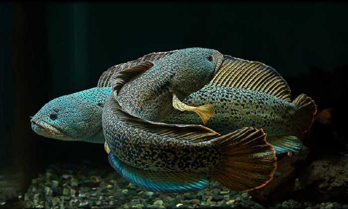 观赏鱼常见病症状及治疗方法,观赏鱼春季易患病提前做好防与治