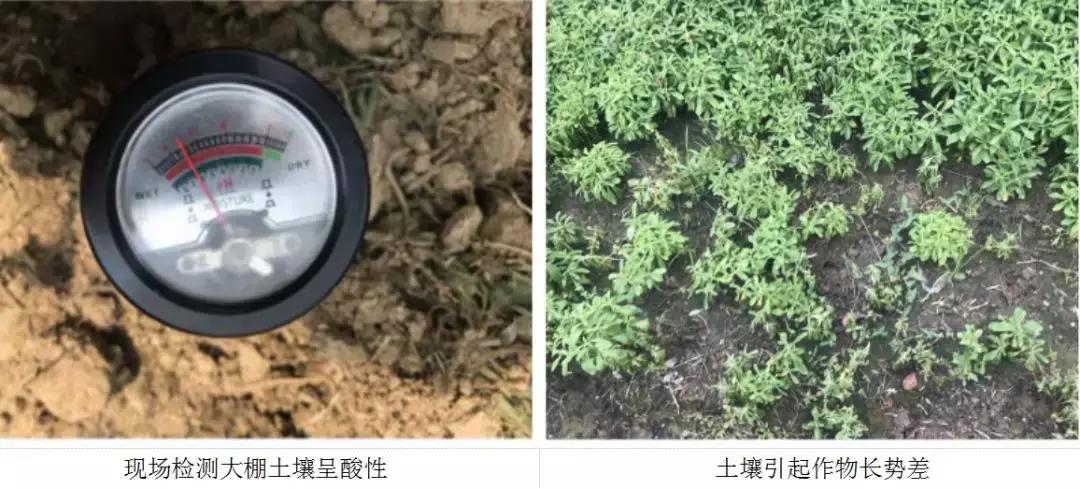 【金甜菊】：一株甜叶菊的生死之战