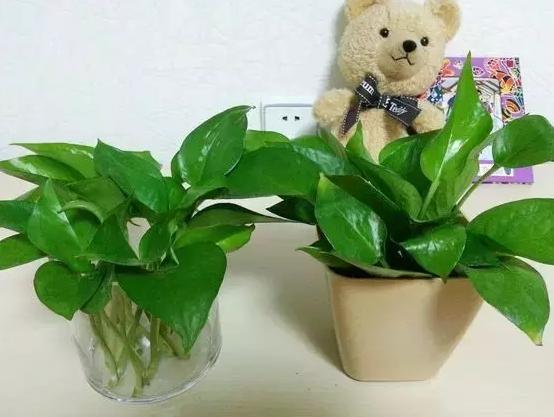 冬天绿萝移盆的正确方法,深秋时节绿萝反黄怎么办