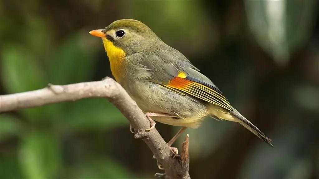 简单易上手的作图软件,小白也能轻松上手的作图神器