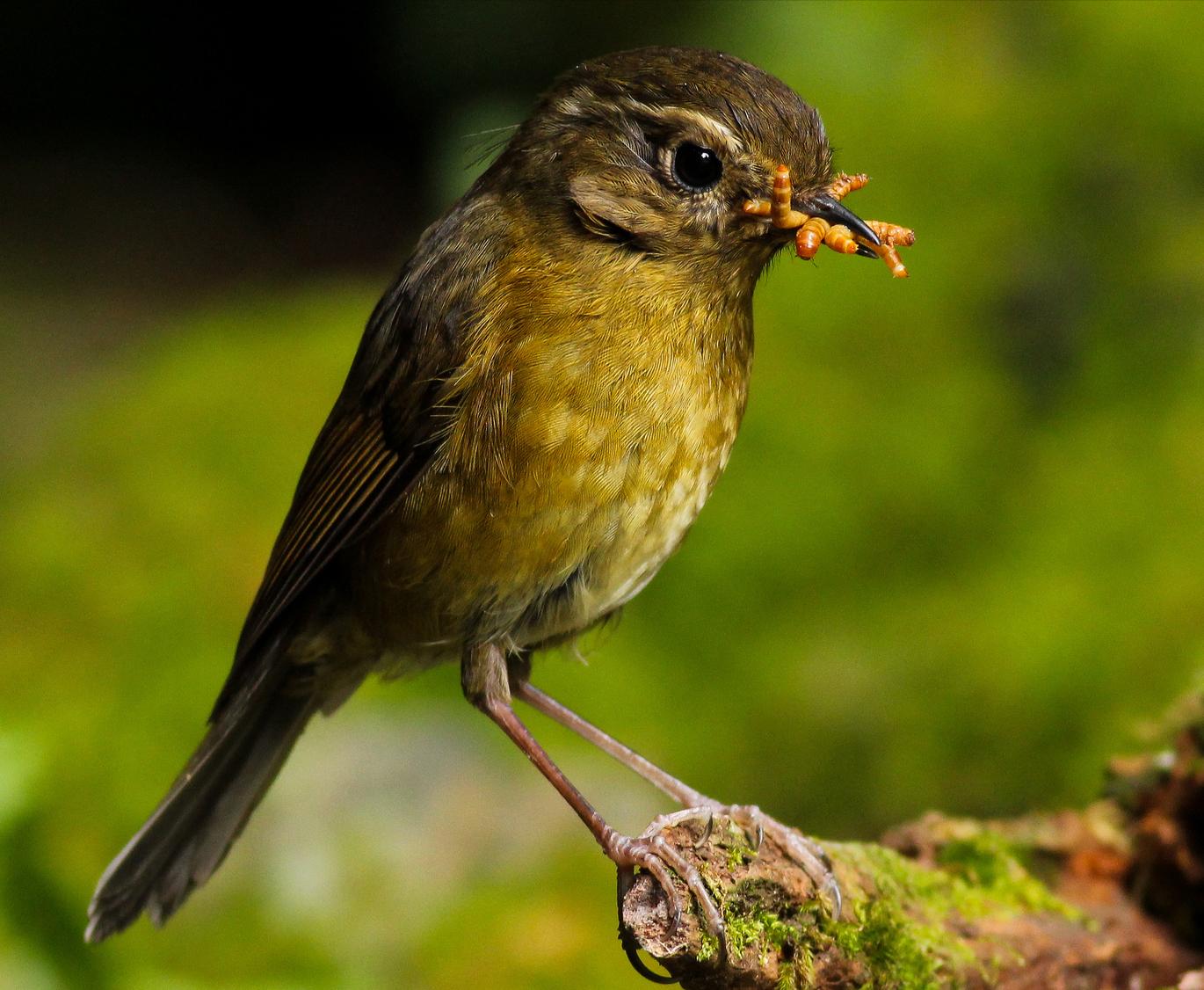 广东常见鸟类图谱和名称图文,东江揽胜鸟类