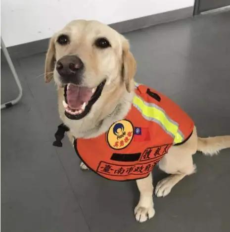 14年前67条搜救犬有哪些,最好的搜救犬是哪只