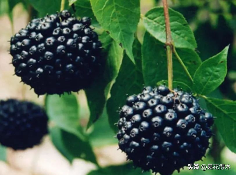 刺五加和五加皮的区别图片对比,刺五加是种什么药材