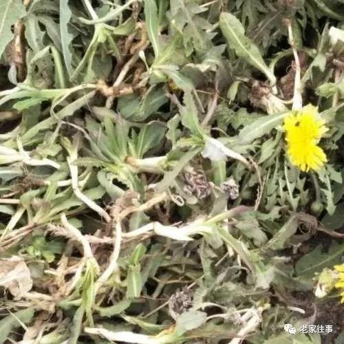 老家的印象和往事 (老家的印象介绍)