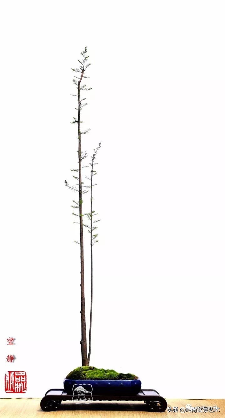 双干树,双干型果树