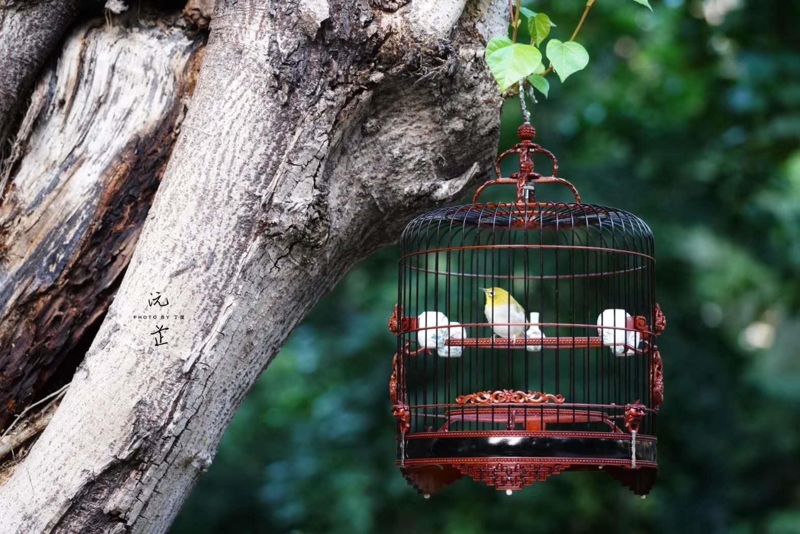 驯养鸟,训鸟很难么