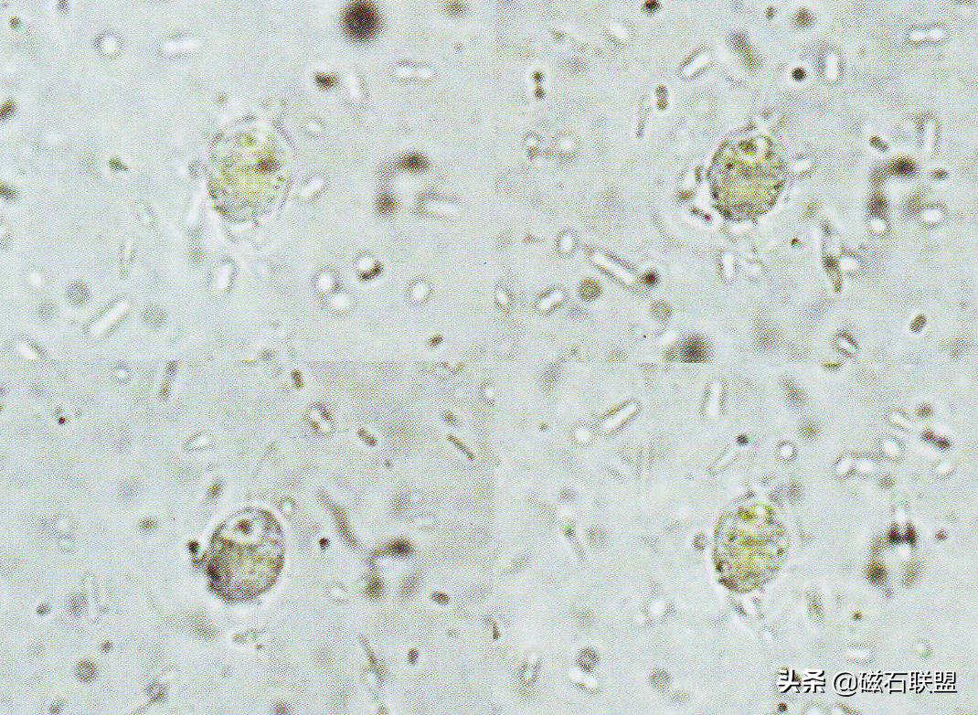 揭秘宠物医院检查项目之便检：什么是便检，为什么狗需要做便检？