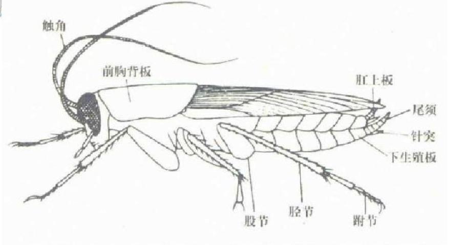 蟑螂怕什么怎样驱赶蟑螂最有效,蟑螂怎么消灭最彻底蟑螂习性