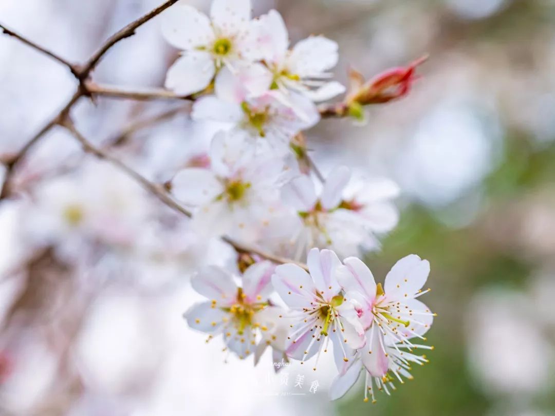 小众赏樱胜地,魔都赏樱旅游攻略