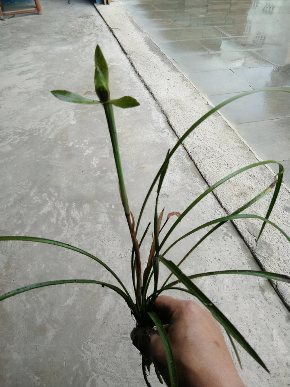 属于国兰的兰花是什么品种,兰花中最名贵兰的品种有哪些