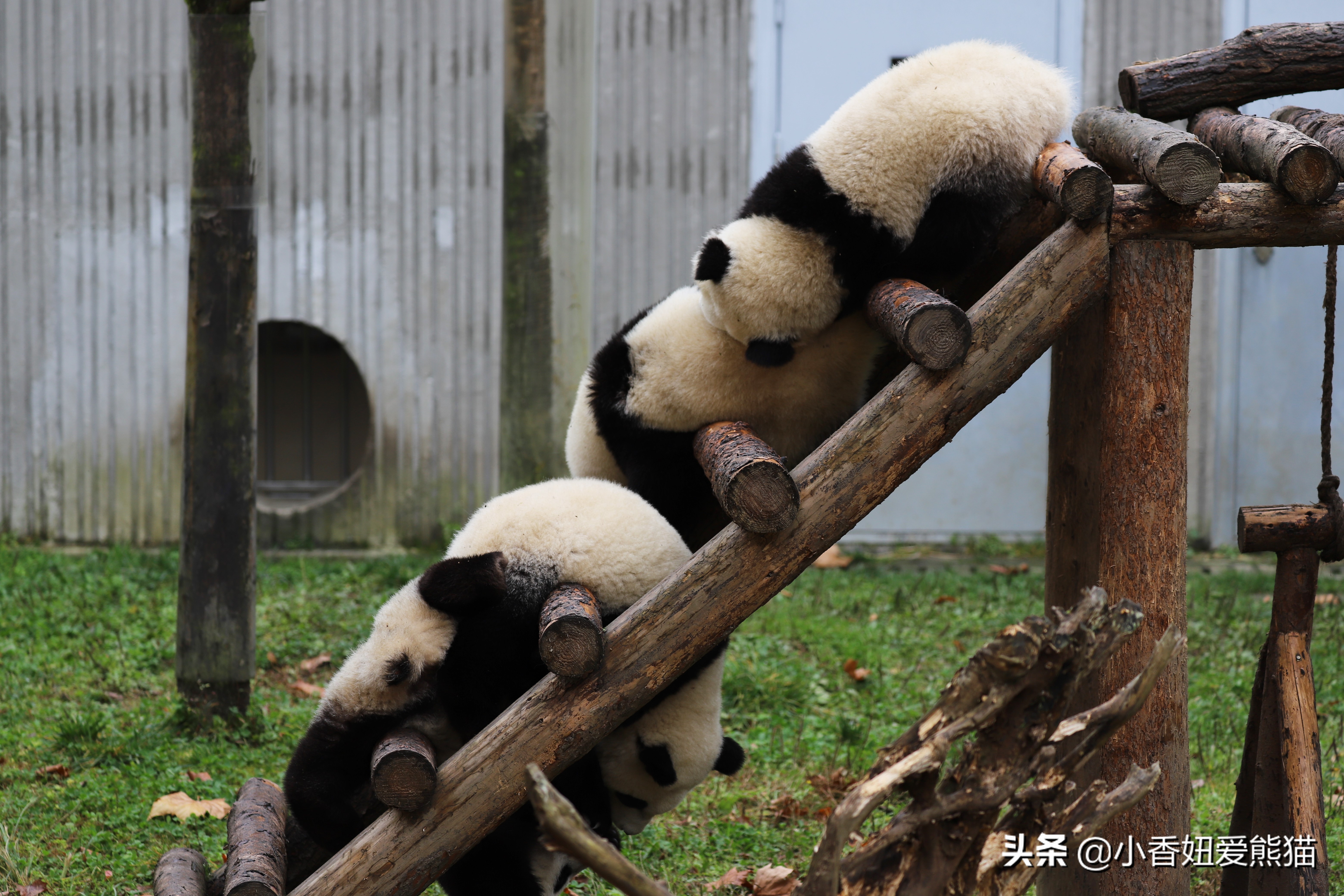 卧龙熊猫宝宝和宝力,卧龙熊猫基地熊猫宝宝