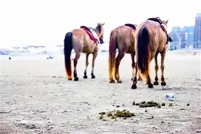 猪粪牛粪羊粪鸡粪哪种粪最好,鸡粪羊粪的养分含量