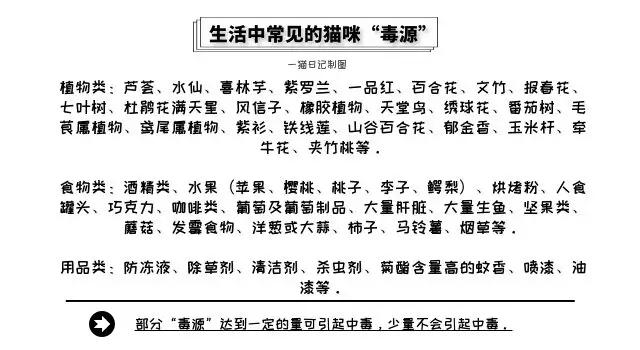 接猫咪回家前家里用什么打扫,接猫咪回家防止应激