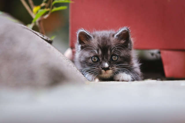 eos200d第一代拍照,eos200dii视频