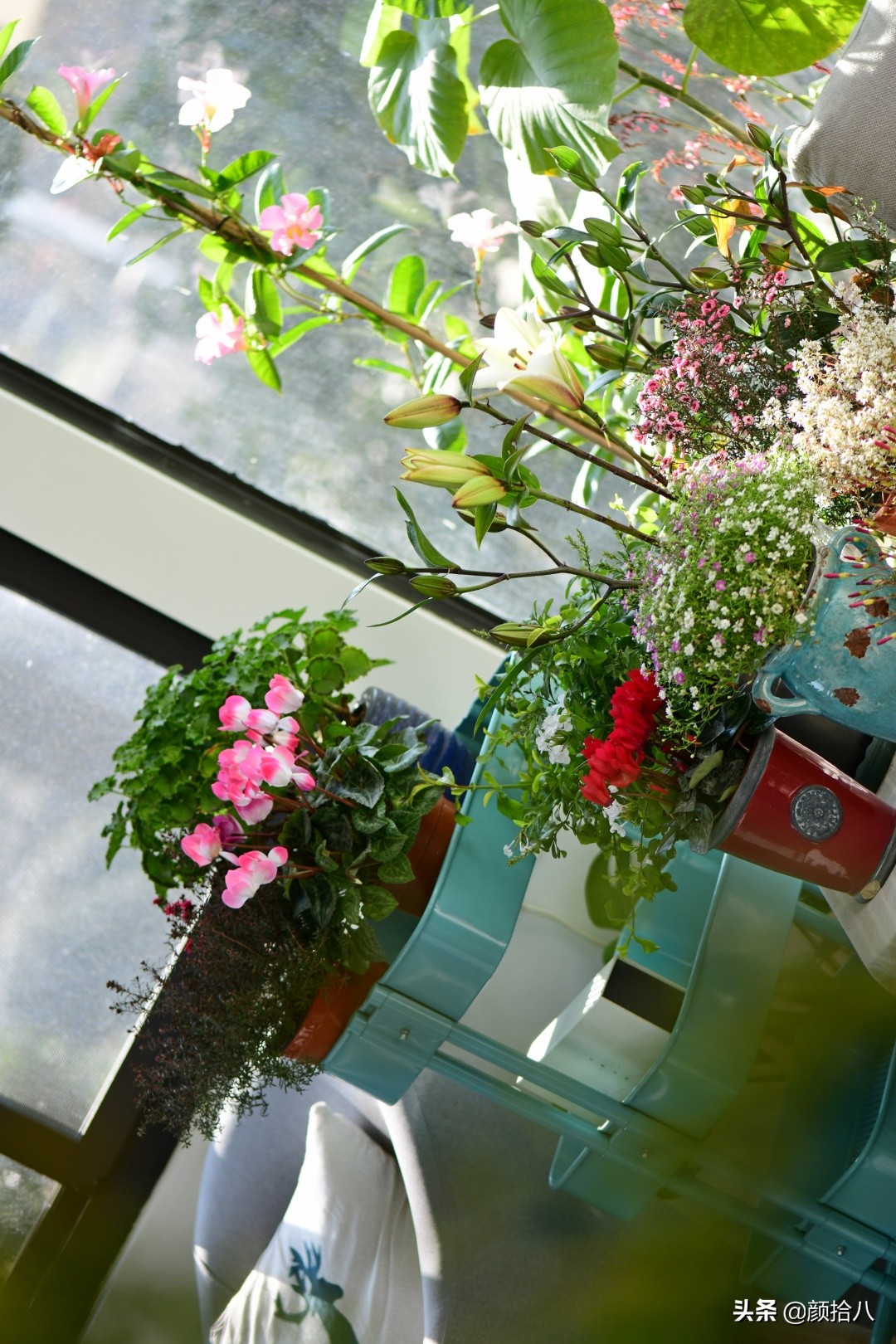 零下9度来袭，花园里的绿色是那么动人|园丁