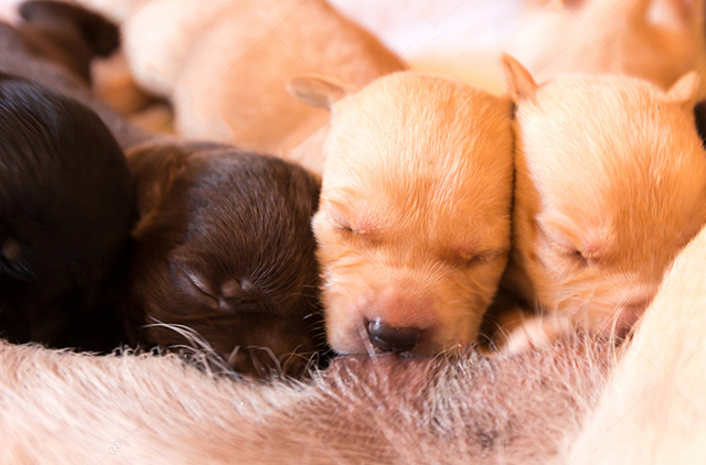 拉布拉多产后怎么护理拉布拉多产后易患的疾病有这些