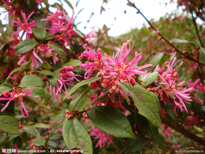 中药材通花根,中药材铁树花功效