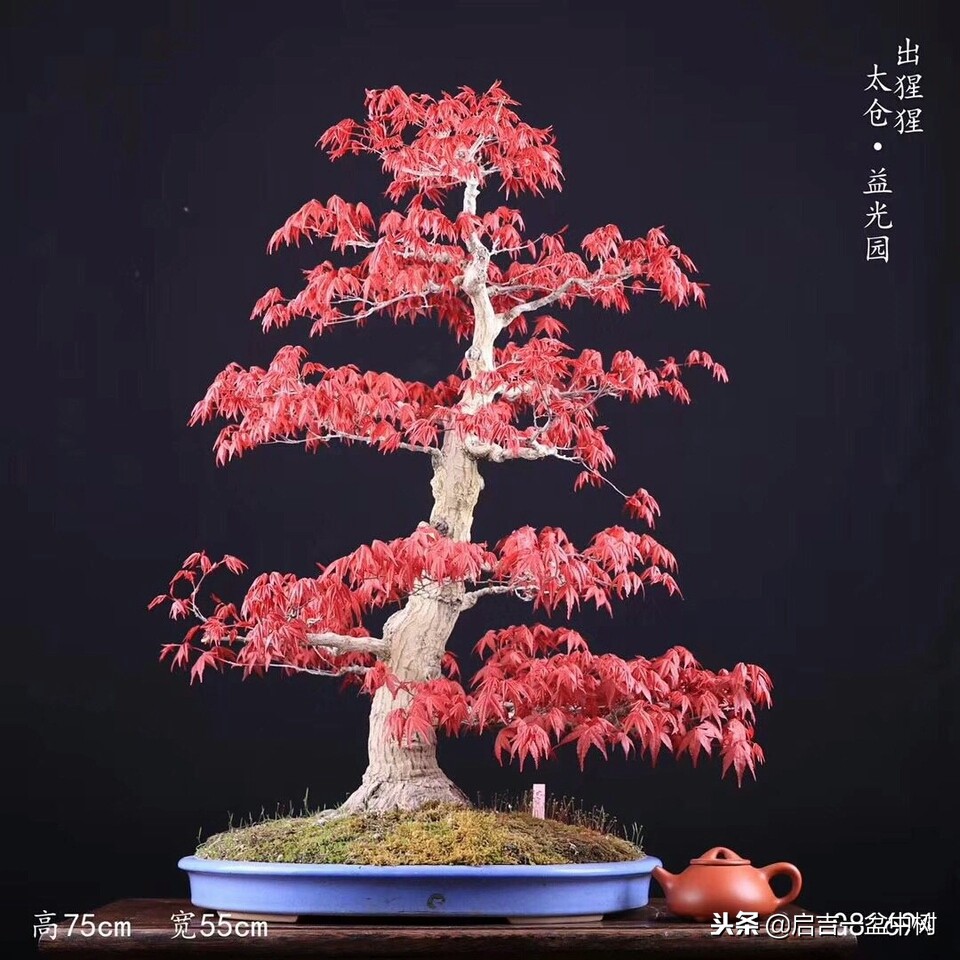 盆景欣赏直杆,双杆式直杆盆景的造型