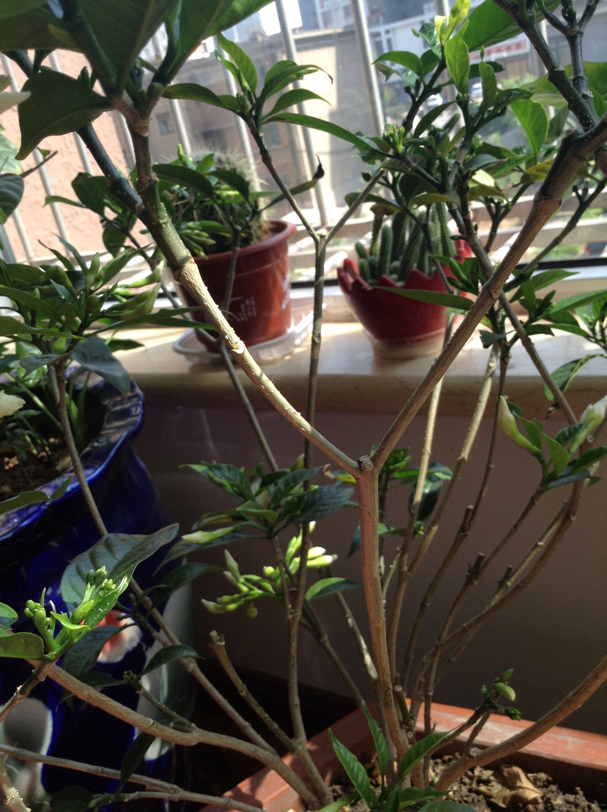 养茉莉花浇水施肥技巧,养茉莉花技巧室内