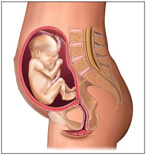 图解：10月怀胎，孕妇腹部的变化