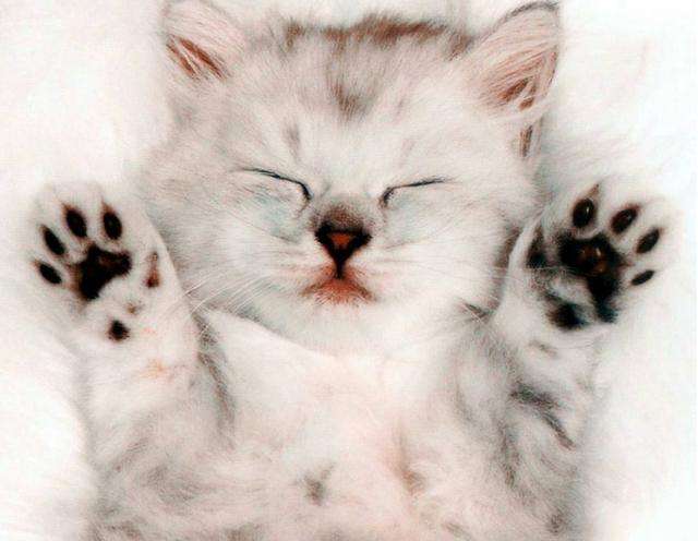 猫咪的爪子肉垫脱皮用什么,猫咪爪子肉垫红肿溃烂是什么原因