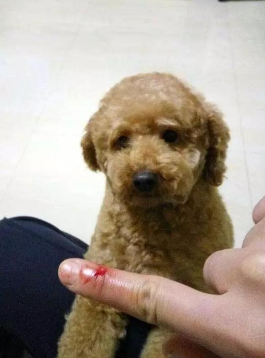 为什么不建议养公的泰迪,公泰迪为什么没有母泰迪听话