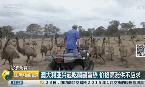 1颗鸟蛋卖到150元味道好营养高在超市被抢空