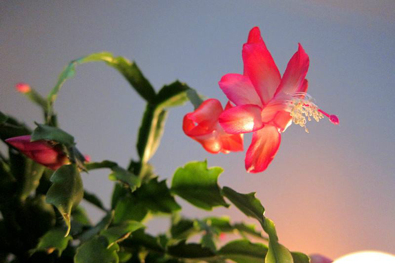 最好养的花冻不死,这6种花赶紧养天热就能观赏