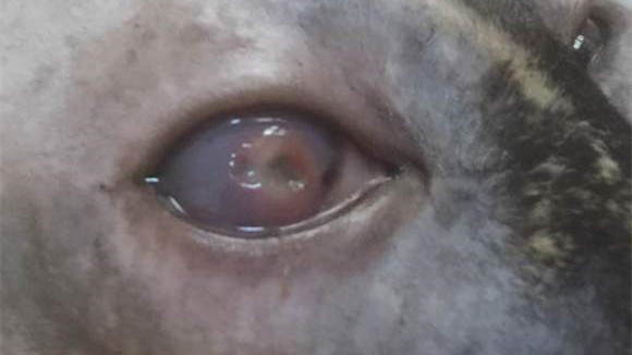 猫咪眼部的各种疾病,猫咪眼部感染该怎么处理呢