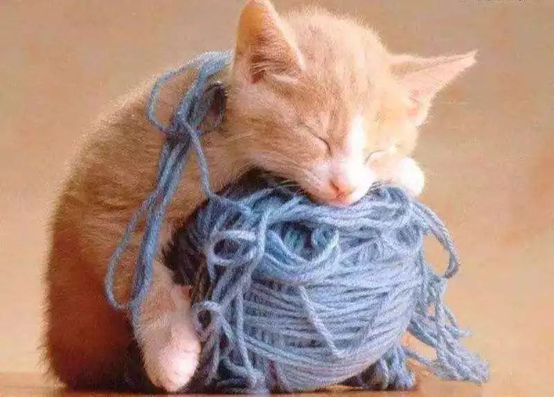 猫咪爱吃异物怎么办？如何纠正猫咪的异食症？