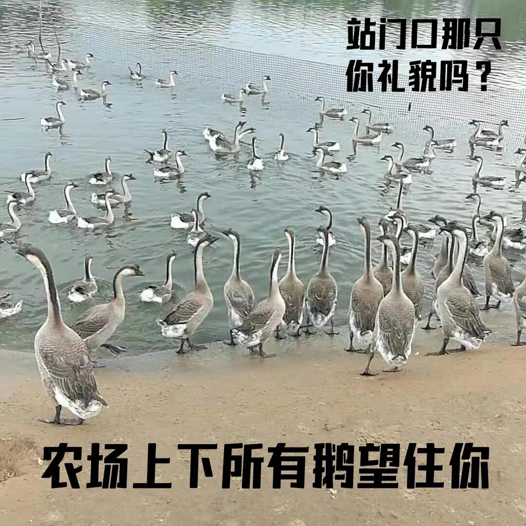 醉鹅老广,广州老字号醉鹅