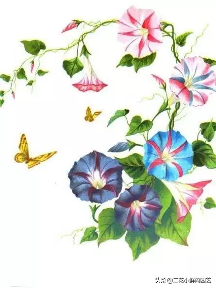 100种花卉绘画,100多张花卉线描手稿素材赶快收藏