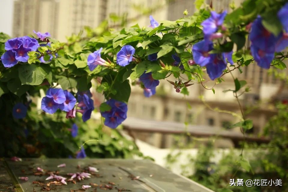 爬藤植物100种,5种爬藤花适合在院子里种植