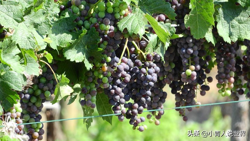 走进奥地利首都维也纳,维也纳曾是欧洲的大城市