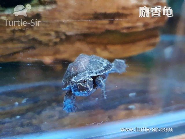 麝香蛋龟和大鳄龟哪个值得养,麝香蛋龟多大可以深水养