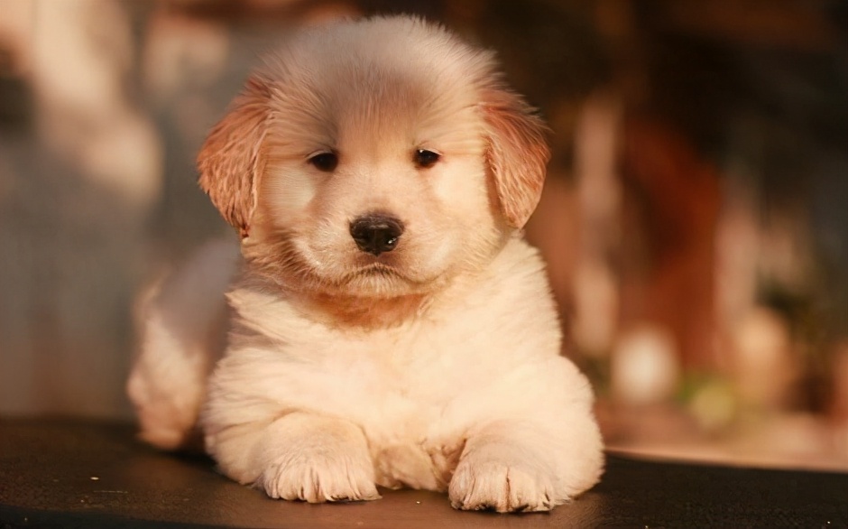 如何挑选一只品相好的罗威纳幼犬,黑色拉布拉多2个月幼犬如何挑选