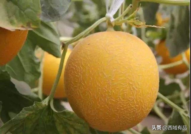 民勤蜜瓜和金红宝蜜瓜区别,民勤蜜瓜金红宝多少钱一斤