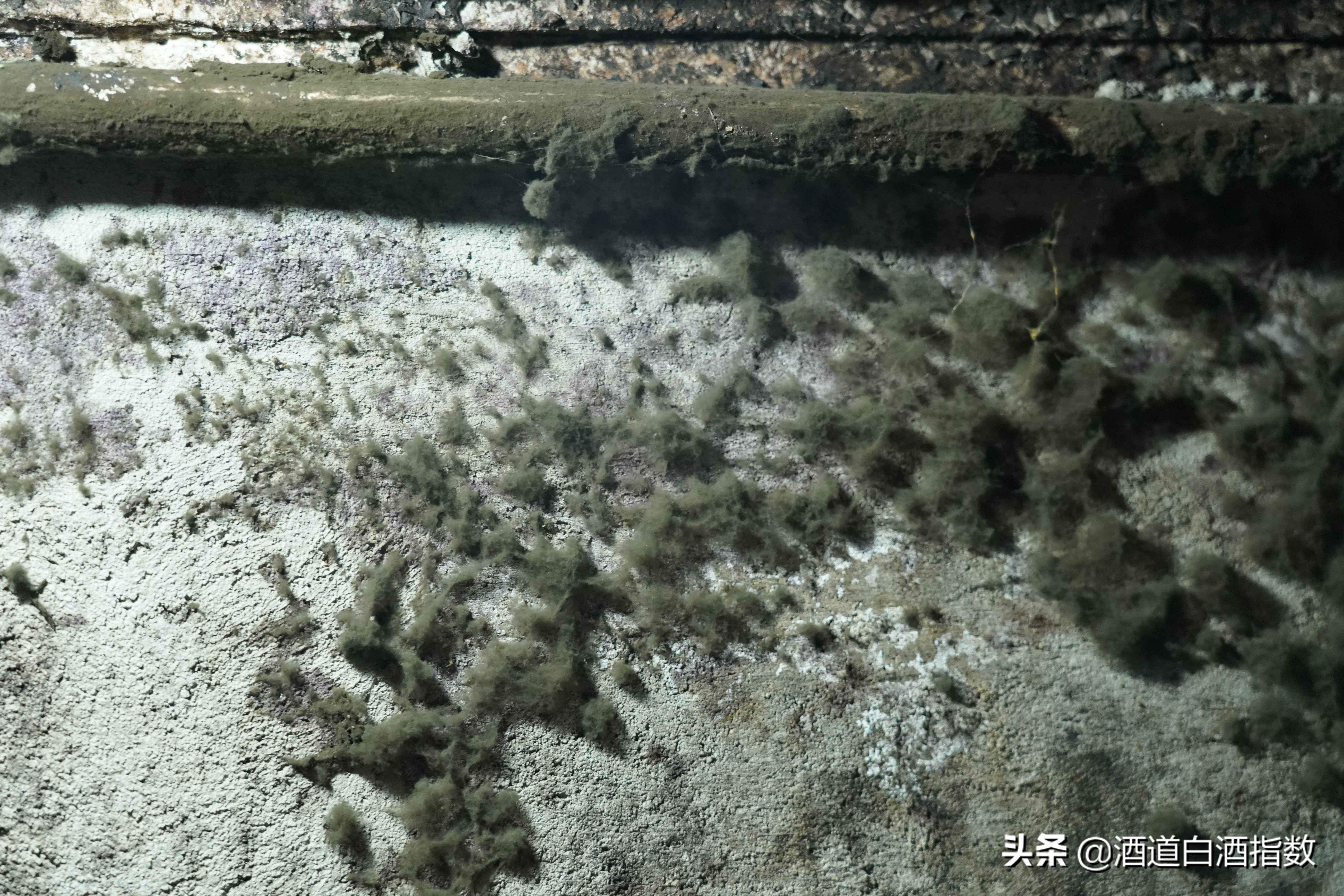 探索深藏闹市的百亿酒窖揭开清朝老酒神秘面纱——袁曦藏老酒会馆