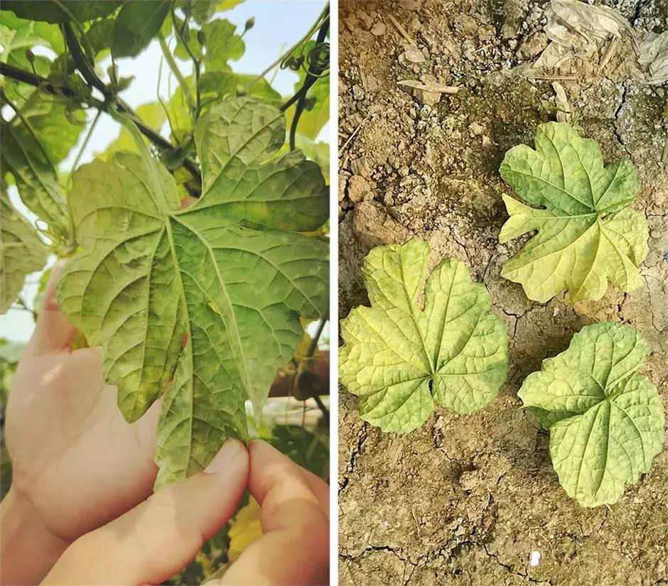 怎么判断小麦白粉病,白粉病防治妙招最佳方法
