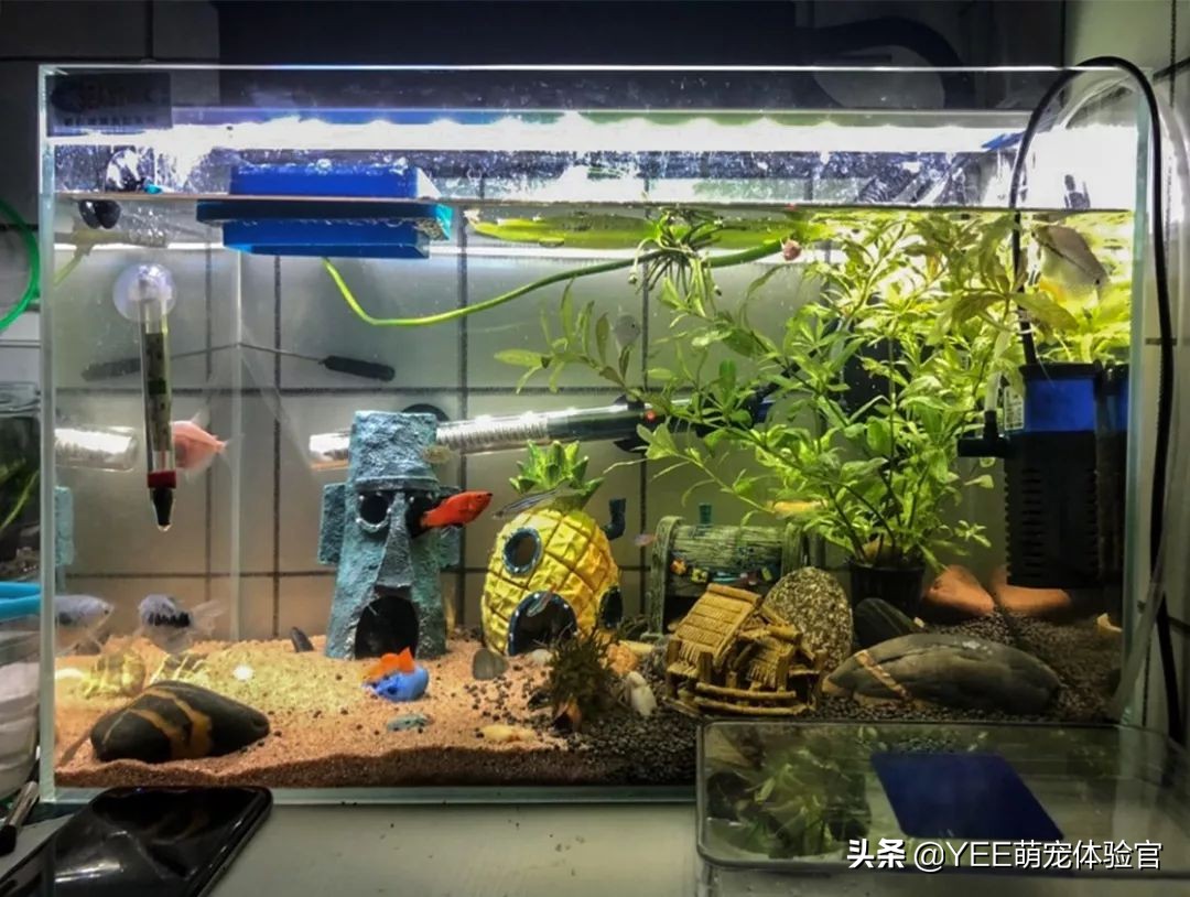 鱼水质酸碱度怎么调,水产怎样快速测试水质