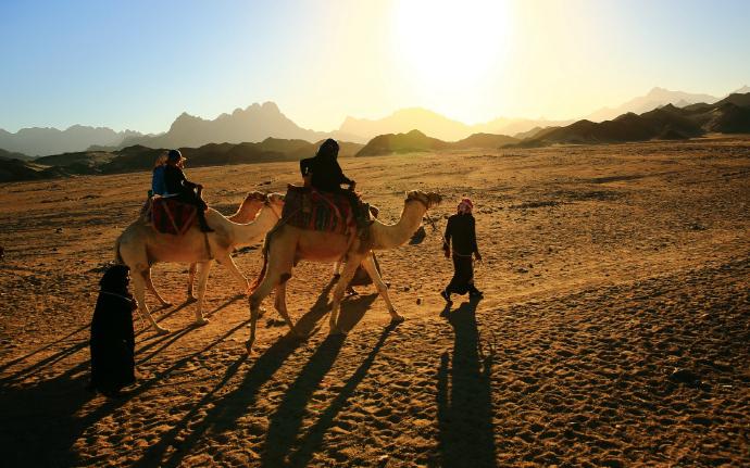 被誉为“沙漠之舟”的骆驼,仙人掌、断肠草都是它的食物