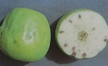 苹果裂果病怎样防治,苹果缩果病与病毒病区别