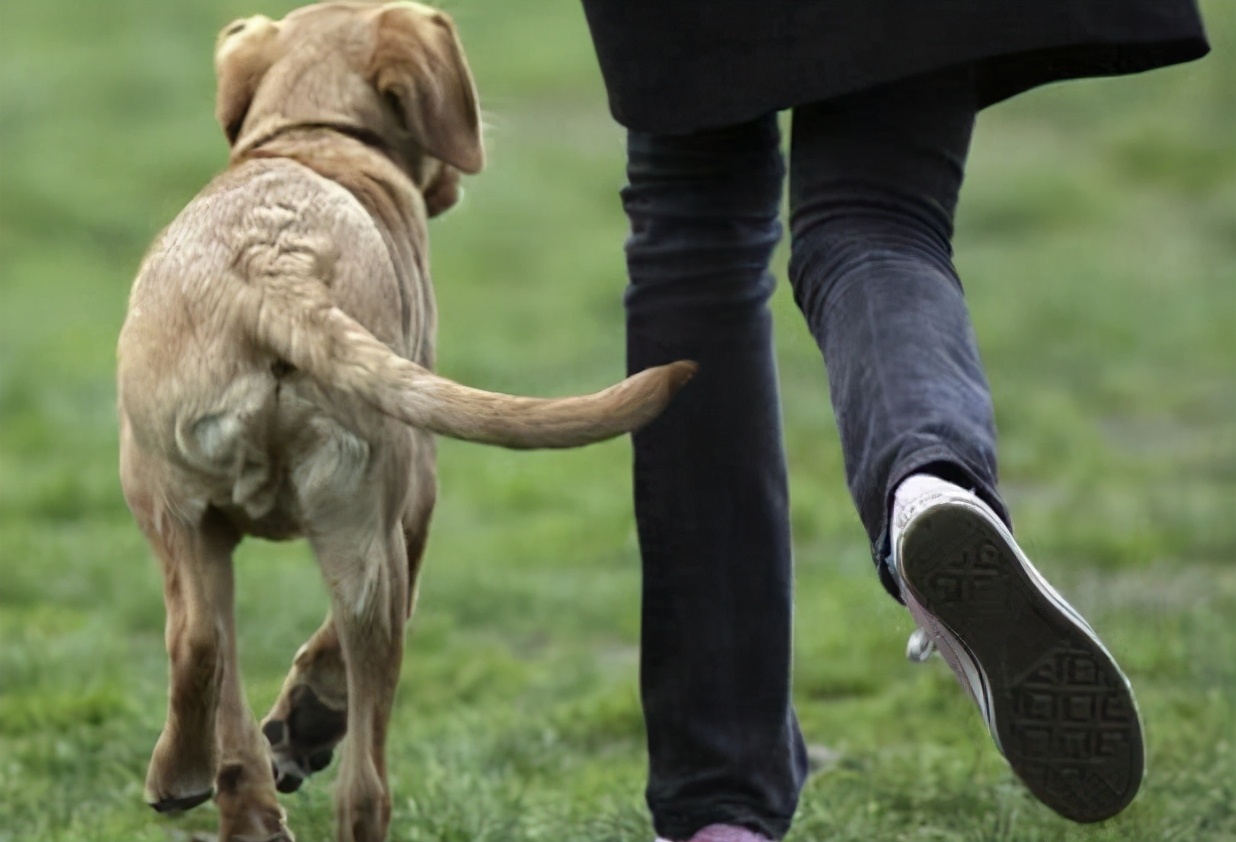 快速让狗狗舒服的按摩技巧|亲测有效