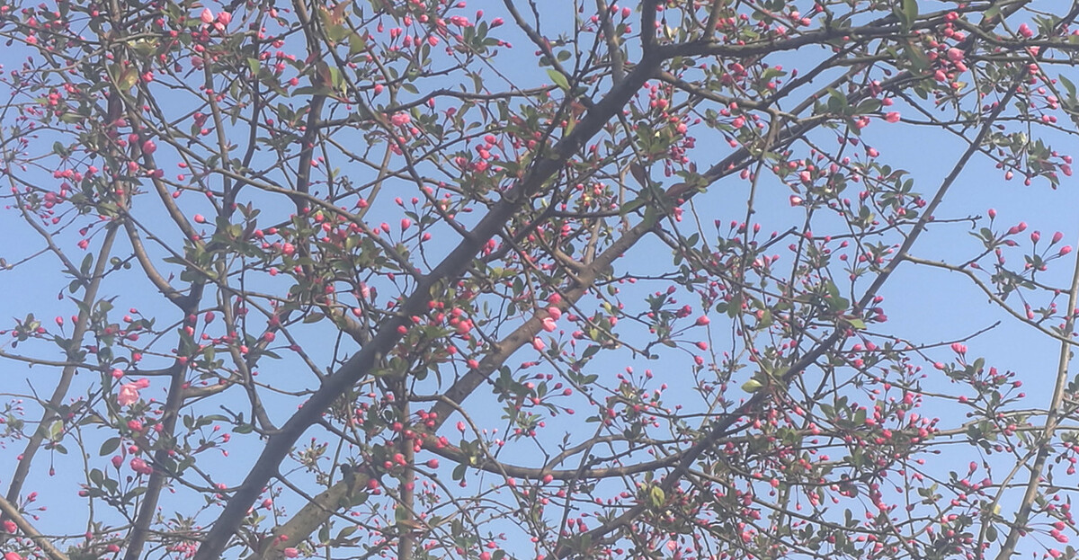 西府海棠花花语,海棠花语及图片